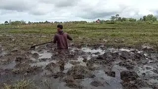 lumpur hidup  disawah