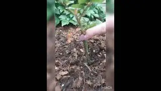 Развитие молодых роз из Подворья