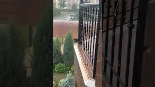Ливень 🌧️ #природалучшийхудожник