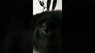 Бездомный Дик теперь домашний.