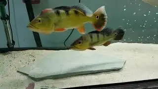 Will Peacock Bass Eat Clam Meat? Fish Update!