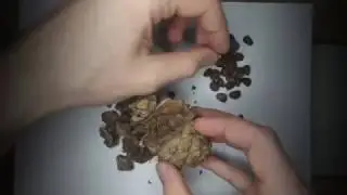 Сколько орехов в кедровой шишке?