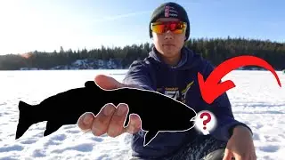 Trout CAUGHT with fish in its mouth. Ice Fishing for Greedy Trout