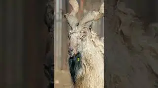 Amazing, concise facts about mountain goats.