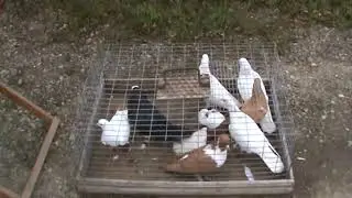 Ярмарка голубей г.Кореновск 14.05.2023г. 1часть