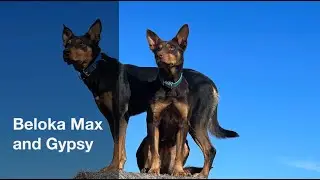 Beloka Max VII and Gypsy II - Casterton 2023 Lot 13 and 31