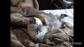 Приколы с животными!