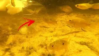 VEJA COMO FUNCIONA UMA ARMADILHA DE GARRAFA PET!!! pescaria #shorts