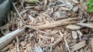 What types of trees can be used as mulch chips?