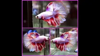 Betta Fish RED FIREWORK DRAGON Halfmoon Male X509