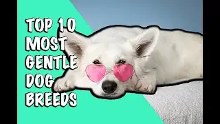 Top 10 Most Gentle Dog Breeds