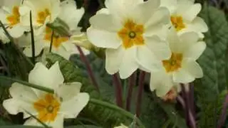 Relaxing Sounds - Spring Morning