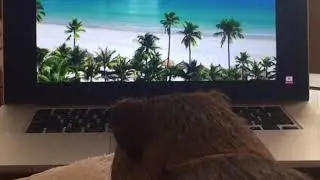Brownie Listening to Guinea Pig Music 🎶