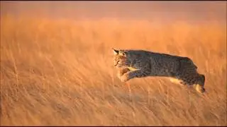 Wild nature / Охота