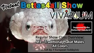 M1: Traditional Plakat Males - All Colors (VBS @ Vivarium Online 2020)
