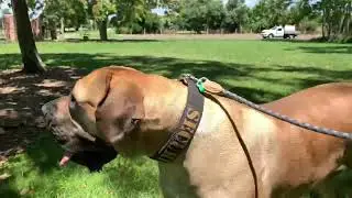 Boerboel waiting for her family