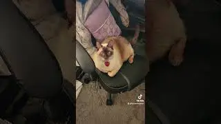 Sneaky kitty 