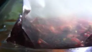 Alimento vivo Pomafisch