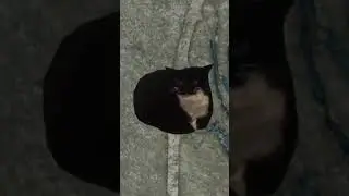 Крутящийся кот Spinning Cat 