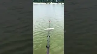 Viral. The World's Most Chill Fish #shorts #viral #trending