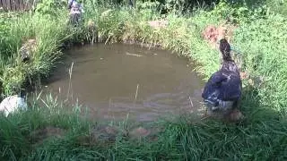 Гуси, утки. (15 мин).