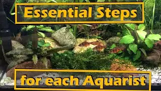 3 Things you must do if you want to have an aquarium | Weekly aquarium maintenance