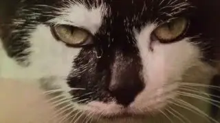 EVIL CAT finds you laughable