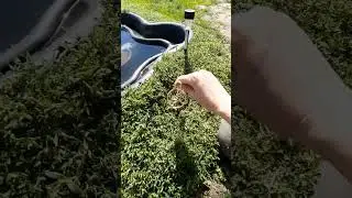как победить крота. ловушка для крота.