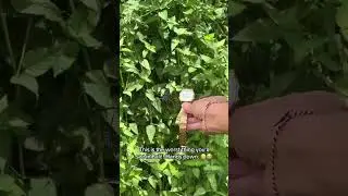 Пауки на Бали