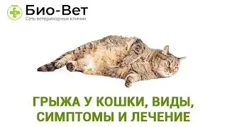 Грыжа у кошки, кота или котенка, виды, симптомы и лечение
