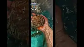 Теперь хороший дискус есть в Тольятти! 😆 👍