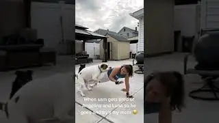 dog tries to have sex