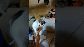 Кошка Жулька осваивает стул...