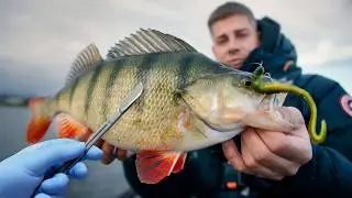 Perch Surgery! We're cutting open GIANT PERCH.