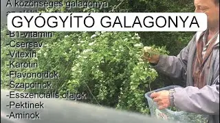 GYÓGYÍTÓ GALAGONYA VIRÁGOS HAJTÁSVÉG SZEDÉS