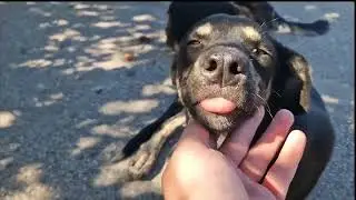 дворняжки том и джерри. 2я часть