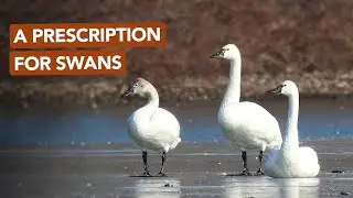 A Prescription For Swans