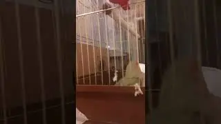 Порушинье у попугая, что с ним случилось? 