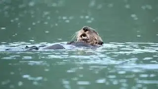 Sea otter munching