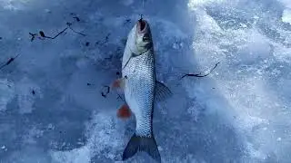 ЗИМНЯЯ РЫБАЛКА НА РЕКЕ  РЫБА ЧУВСТВУЕТ ВЕСНУ  КЛЕВ УСИЛИЛСЯ! ГОЛАВЛЬ,ОКУНЬ,ЕРШ,ПЕСКАРЬ, НАЛИМ!