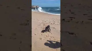 Алекс не любит песок и стоит наверху. Санта Круз.