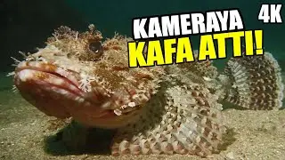 Minik İskorpit Balığı Kameraya Çarpıyor | Lipsoz | Scorpaena porcus | Görüntü Avı