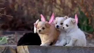 Как маленькие щенята знакомятся с цыплятами...
