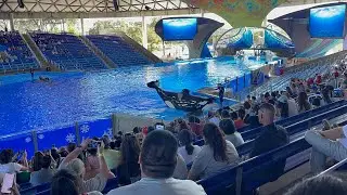 November 2024 Orca Encounter Show at SeaWorld San Antonio Texas