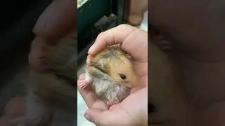 Going to see my son's pet