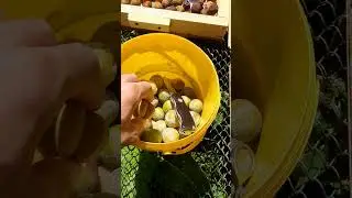 Чёрнослив своими руками #сухофрукты #чернослив #shorts
