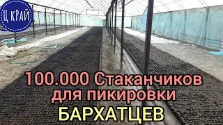 Подготовка стаканчиков для пикировки 100.000 БАРХАТЦЕВ. Завтра 22 марта начинаем пикировать БАРХАТЦЫ