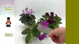 Фиалка с большим цветком