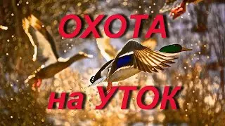 No. 66 duck Hunting. Results of the 2019 hunting season.