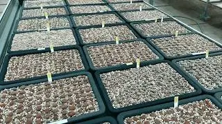🎉 1000 Lithops Mix Seeds Giveaway! Leave a comment and join the draw! 🎉